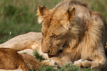 Adult lion cub with small mane resting on green grass and licking his paw