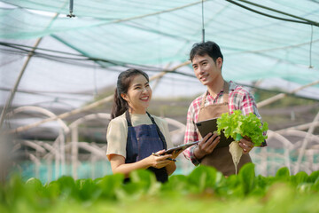 Hydroponics. Smiling young Asian couple farmer harvest organic vegetable salad from farm garden.