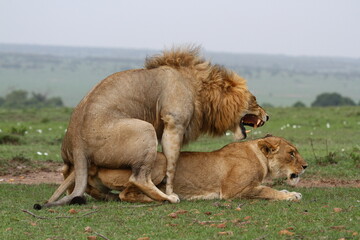 Naklejka premium Close-up of a lion and lioness mating and roaring at each other