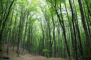Fototapeta na wymiar large dense green forest trees vegetation