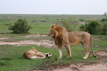 Fototapeta na wymiar Close-up of a lion and lioness resting after mating 