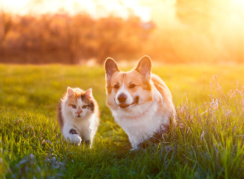 cute fluffy friends a cat and a corgi dog walk in a sunny meadow on a summer day