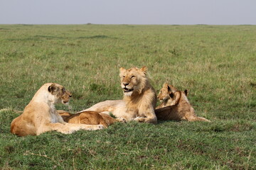 Fototapeta na wymiar Two lionesses and three lion cubs resting on green grass