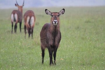 Naklejka na ściany i meble Waterbuck cow looking alert with two more waterbuck cpows at distance