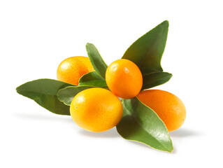 Kumquat_mit_Blaettern