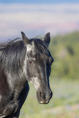 Beautiful Wild Horse in the the Pryor Mountains Montana in Summer