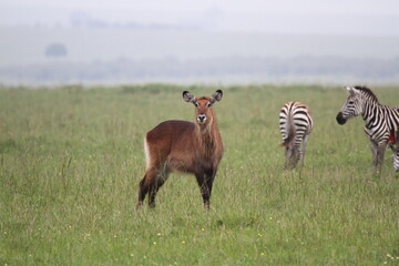 Waterbuck cow looking alert with two more waterbuck cpows at distance