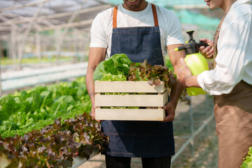 Hydroponics. Smiling young Asian couple farmer harvest organic vegetable salad from farm garden.