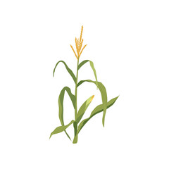 Green crop plant vector illustration. Cartoon drawing of farm harvest element on white background. Farming, autumn, harvest, Thanksgiving concept