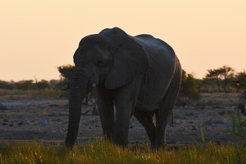 Afrikanischer Elefant (loxodonta africana) am Wasserloch bei Namutoni im Etoscha Nationalpark in Namibia. 