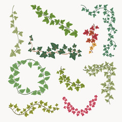 Floral ivy drawing decorative ornament flat design collection.