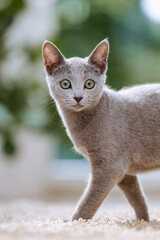 Russisch Blau Katze in Wohnung, Wohnzimmer