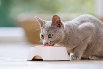 Russisch Blau Katze in Wohnung, Hauskatze frisst Futter aus Futternapf