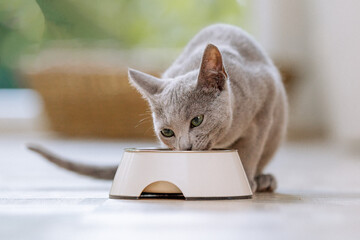 Russisch Blau Katze in Wohnung, Hauskatze frisst Futter aus Futternapf