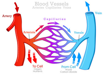Blood vessels types, arteries, veins capillaries. Arteriole, venule . Artery carry, transport blood from heart. Circulatory system. flow diagram cardiovascular, red blue draw. Illustration vector - obrazy, fototapety, plakaty