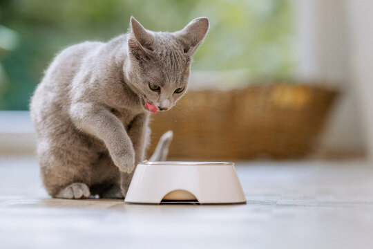 Russisch Blau Katze in Wohnung, Hauskatze frisst Futter aus Futternapf