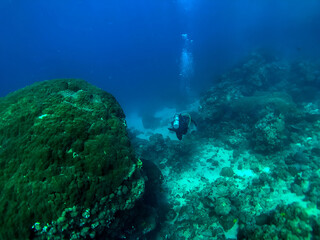 Naklejka na ściany i meble scuba diver and coral