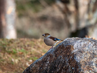 公園の岩の上で前を見つめる野鳥