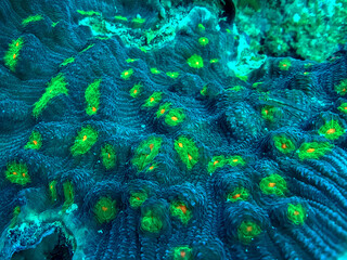 closeup of brain coral