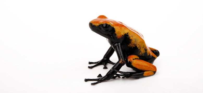 Klecksbaumsteiger // Splash-Backed Poison Frog (Adelphobates galactonotus)