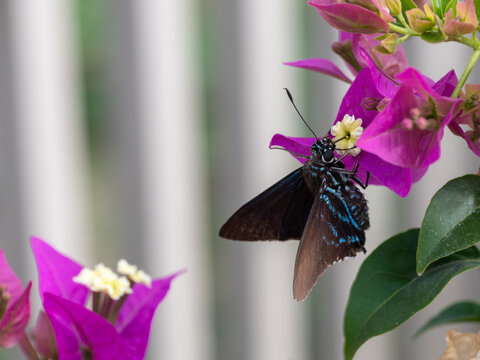 mangrove skipper butterfly on flower