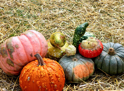 It's a pumpkin competition. The kids love it. Choose the biggest, the smallest, the prettiest, the ugliest and the weirdest.