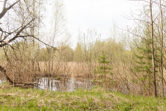 Moscow Oblast, Russia.  Spring flood in forest. Little pine trees