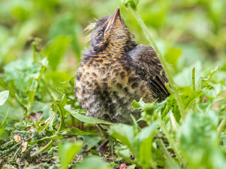 A fieldfare chick, Turdus pilaris, has left the nest and sitting on the spring lawn. A fieldfare...