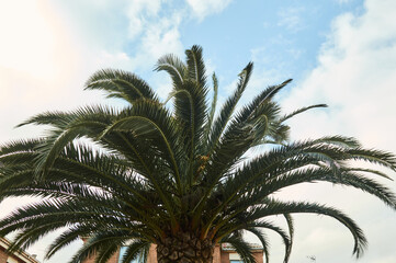 copa de una palmera vista  desde abajo.