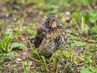 A fieldfare chick, Turdus pilaris, has left the nest and sitting on the spring lawn. A fieldfare chick sits on the ground and waits for food from its parents.