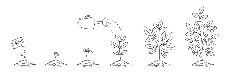 Plant growth stages. Seedling development stage. Sowing seeds. Vector contour line. Editable stroke.