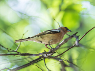 Common chaffinch, Fringilla coelebs, sits on a branch in spring on green background. Common chaffinch in wildlife.