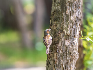 Common chaffinch, Fringilla coelebs, sits on a tree. Common chaffinch in wildlife.