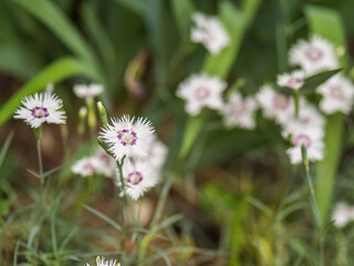 White and pink flower Dianthus hyssopifolius growing in mountains