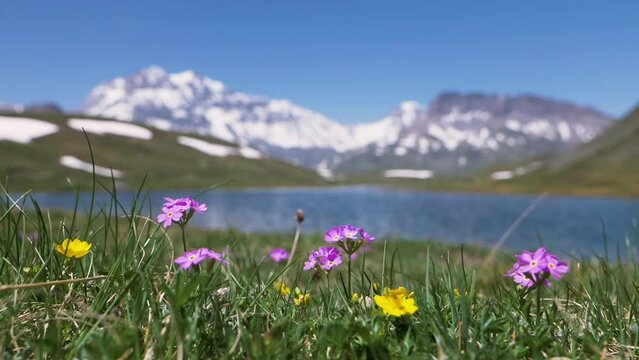 Fleurs de montagne avec en arrière plan flou des montagnes enneigées - Plan du lac, Grande Casse, Parc National de la Vanoise