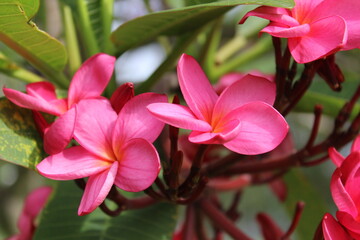 pink flowers