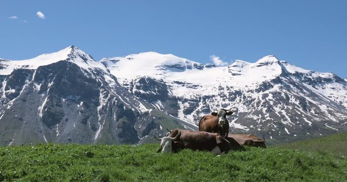 Vaches allongées dans l'herbe en montagne avec un glacier en arrière plan-Parc de la Vanoise, savoie