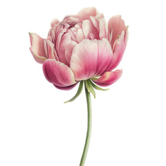 Naklejka premium Tender peony flowers in pink colors. Watercolor illustration created with Generative Ai technology