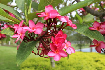 pink flowers Mohana