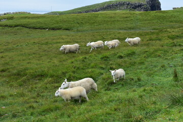 sheep on a meadow.family of sheep walk on the  meadow at  Neist Point lighthouse   the isel of Skye