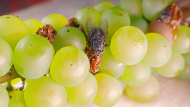 Fly and spoiled fruits close-up. Black housefly eating rotten yellow grapes