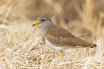 柔らかそうな羽毛のケリ