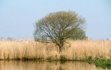 Parc naturel régional de Brière, 44, Loire Atlantique, France