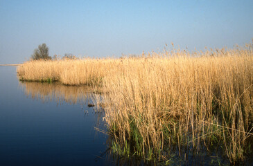 Parc naturel régional de Brière, 44, Loire Atlantique, France