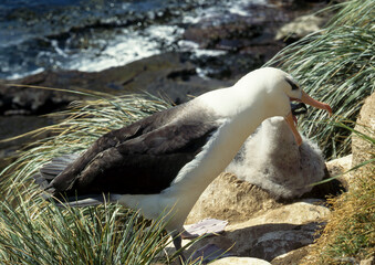 Albatros à sourcils noirs,.Thalassarche melanophris, Black browed Albatross, Iles Falkland, Iles...