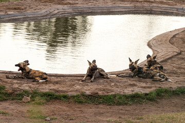 Fototapeta premium Lycaon, Lycaon pictus, Afrique du Sud