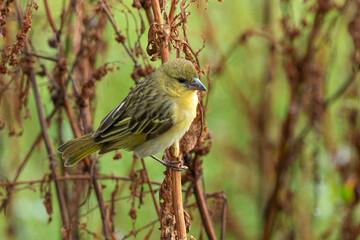 Tisserin à gorge brune,.Ploceus xanthopterus, Southern Brown -throated Weaver