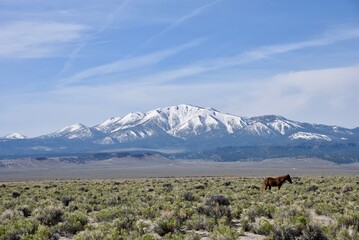 Wild Horses