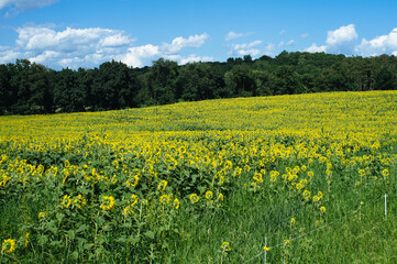 Sunflower Field