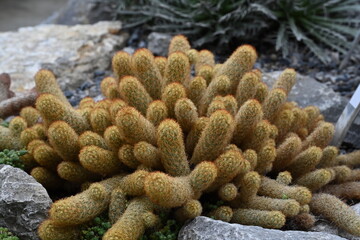 Cactus called in Latin Mammillaria elongata growing in densely packed clusters of elongated oval stems. The cluster is growing among rocks. The bodies of the cacti are densely covered with spines.
